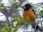 Black-headed Grosbeak, Appletree Pools - 